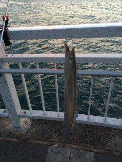 マリーナシティでタチウオ、アタリ多数