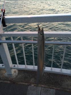 マリーナシティでタチウオ、アタリ多数