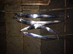 マリーナシティでタチウオ、アタリ多数