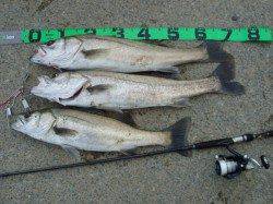 円山川デイゲームでシーバス5本、活性高かったです♪