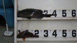 日置沖磯にてフカセ釣り、グレ37cm・ガシラ22cm