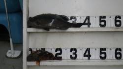 日置沖磯にてフカセ釣り、グレ37cm・ガシ…