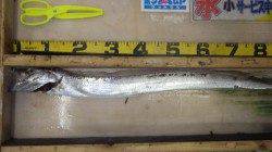 田辺芳養堤防　ウキ釣りでタチウオ指4本