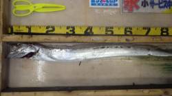 田辺芳養堤防　ウキ釣りでタチウオ指4本