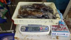 伊古木　ウキ釣りでアオリイカ数狙える