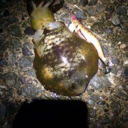 松帆の浦、夕マズメから夜にかけてエギング釣行