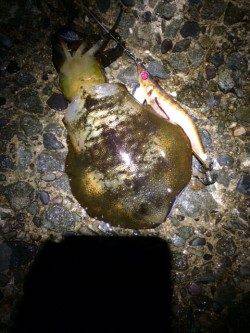 松帆の浦、夕マズメから夜にかけてエギング釣行