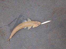 宮津東部海洋つり場でのウマヅラなどの釣果