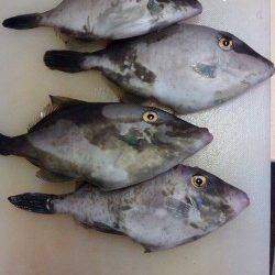 宮津東部海洋つり場でのウマヅラなどの釣果