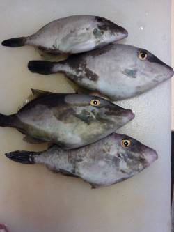 宮津東部海洋つり場でのウマヅラなどの釣果