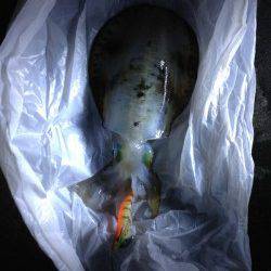 和田　根掛かりを耐えながらのエギングでアオリイカゲット