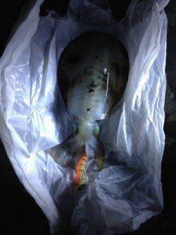 和田　根掛かりを耐えながらのエギングでアオリイカゲット