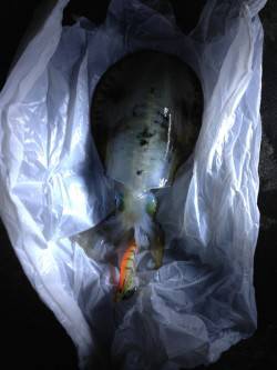 和田　根掛かりを耐えながらのエギングでアオ…