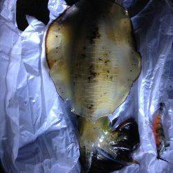 和田　根掛かりを耐えながらのエギングでアオリイカゲット