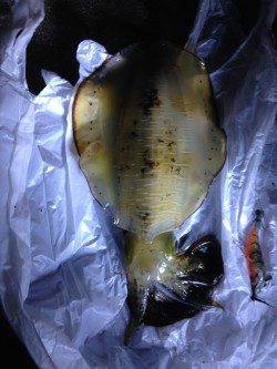 和田　根掛かりを耐えながらのエギングでアオリイカゲット