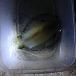 夕日港でナイトエギング、イイサイズのアオリです♪