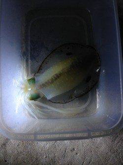 夕日港でナイトエギング、イイサイズのアオリです♪