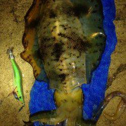 夕日港でナイトエギング、イイサイズのアオリです♪