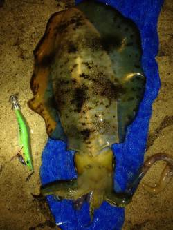 夕日港でナイトエギング、イイサイズのアオリ…