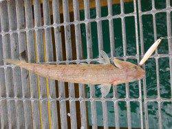 宮津東部エリア胴突きで良型カワハギ