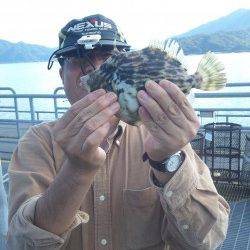 宮津東部エリア胴突きで良型カワハギ