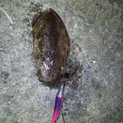 小島の湾内でコウイカが釣れました。