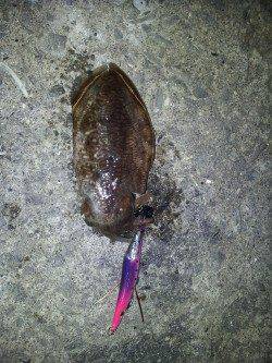 小島の湾内でコウイカが釣れました。