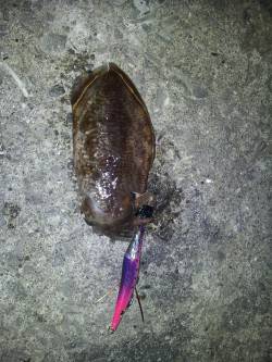 小島の湾内でコウイカが釣れました。