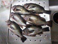 小島　ウキ釣りで狙いのグレは不発もメバル＆アジで満足釣果
