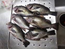 小島　ウキ釣りで狙いのグレは不発もメバル＆…