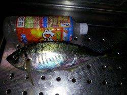 紀ノ川河口　ウキ釣りでのアジは25〜30cmの良型