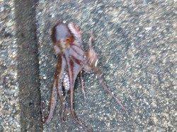 林崎漁港、エギングでタコの釣果