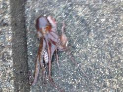 林崎漁港、エギングでタコの釣果