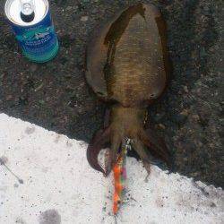 舞鶴西部でのエギング釣果