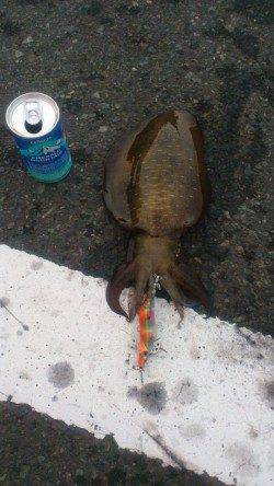 舞鶴西部でのエギング釣果