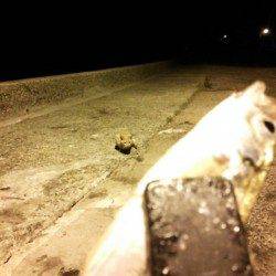 久美浜　ジグサビキでのアジ狙い　今日も野良猫にオスソワケ