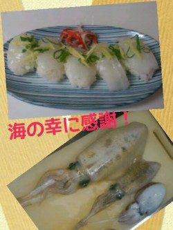 舞鶴西部でのエギング釣果