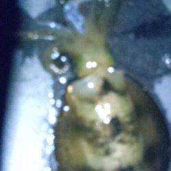 新浜漁港　アジカラーのエギでアオリイカ4ハイ