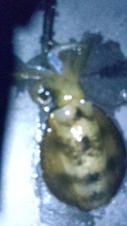 新浜漁港　アジカラーのエギでアオリイカ4ハイ