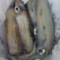 新浜漁港　アジカラーのエギでアオリイカ4ハイ