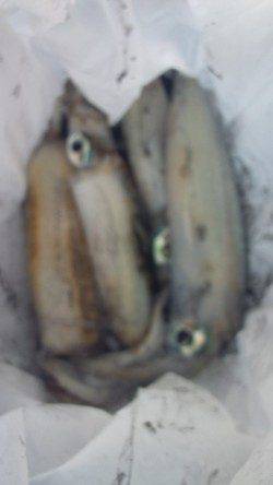 新浜漁港　アジカラーのエギでアオリイカ4ハイ