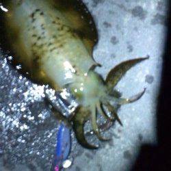 開始早々良型ヒット！ 型よくなってきた新浜漁港のアオリ