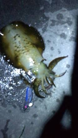 開始早々良型ヒット！ 型よくなってきた新浜…