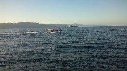 開始早々良型ヒット！ 型よくなってきた新浜漁港のアオリ