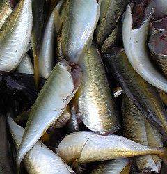 岸和田一文字　サビキのアジ好調☆