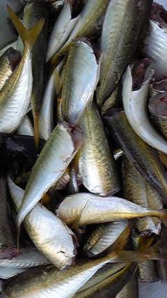 岸和田一文字　サビキのアジ好調☆