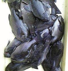 フカセ釣りでグレ大漁！沖一文字北