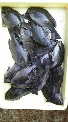 フカセ釣りでグレ大漁！沖一文字北