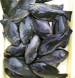 フカセ釣りでグレ大漁！沖一文字北