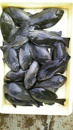 フカセ釣りでグレ大漁！沖一文字北